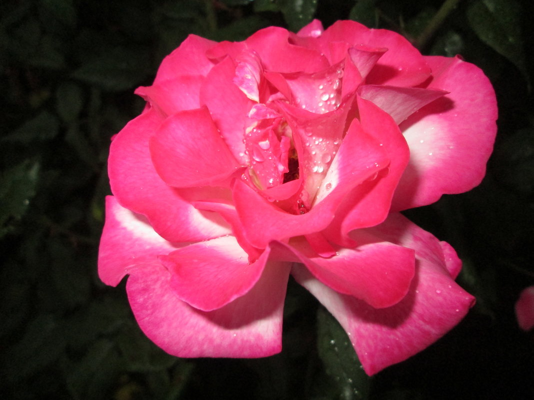 Роза в бриллинтах... - Тамара (st.tamara)