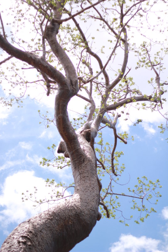 Камбоджийское дерево - Adrino 