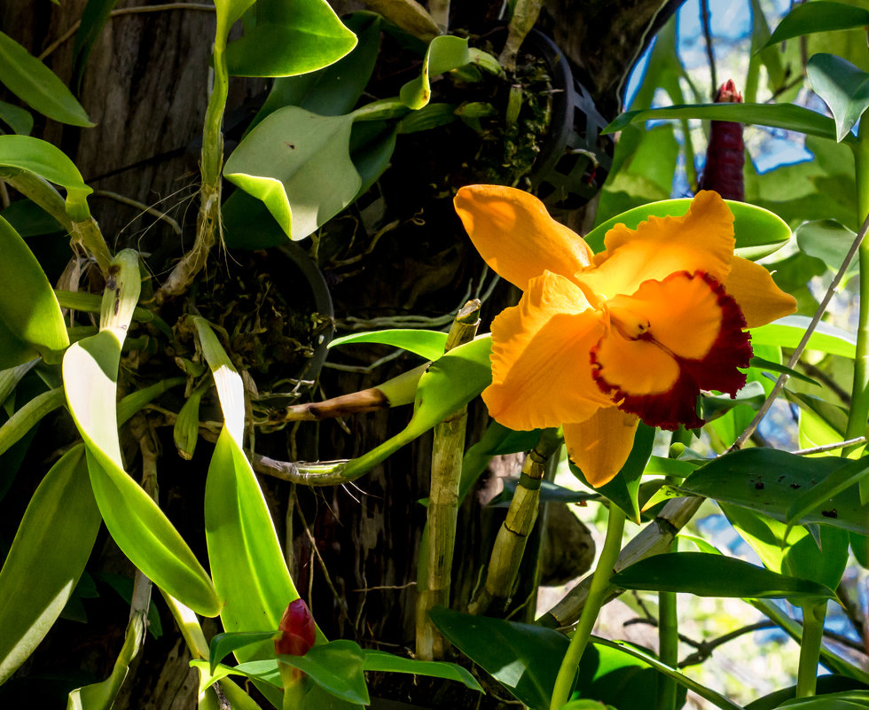 Орхидеи - тропические красавицы - Sergey Kiselev