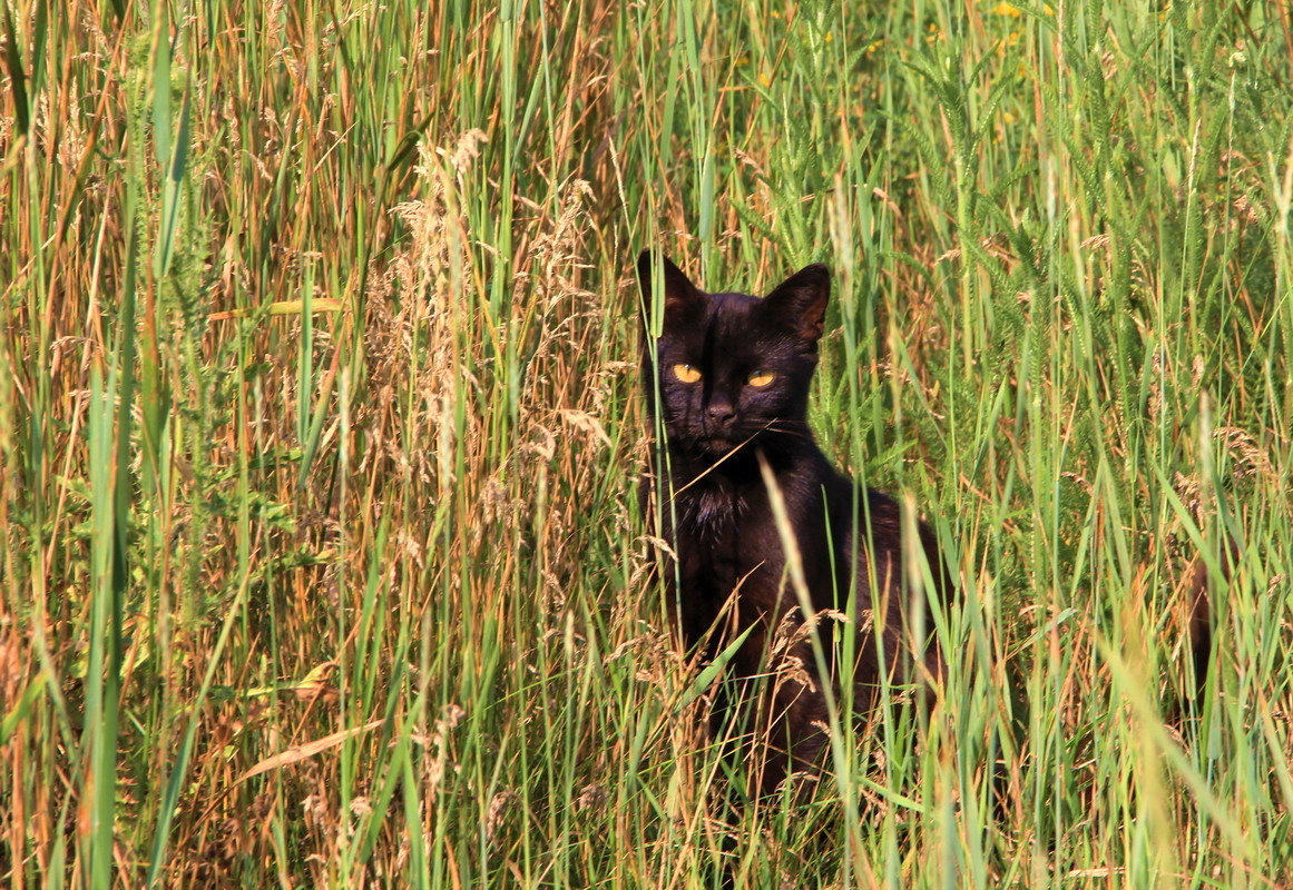 Черный кот в траве - Юрий Стародубцев