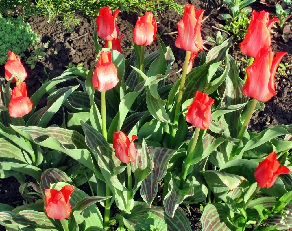 Апрель,тюльпаны в моём саду... - Тамара (st.tamara)