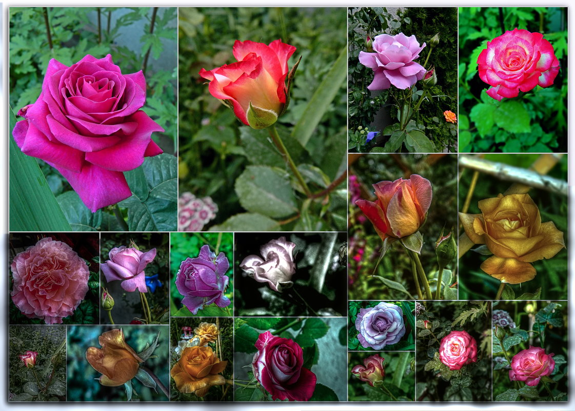 розы нашего двора - Александр Корчемный