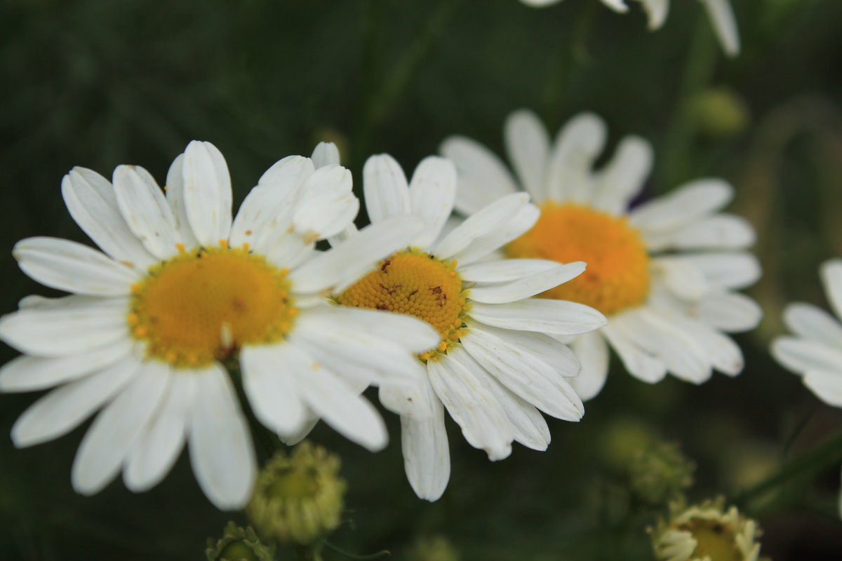 цветок полевой - Дарья Карпеева