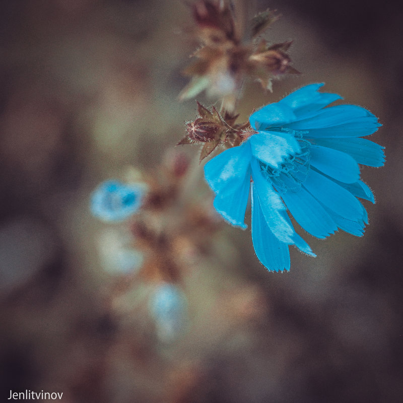 цветок - Евгений Литвинов