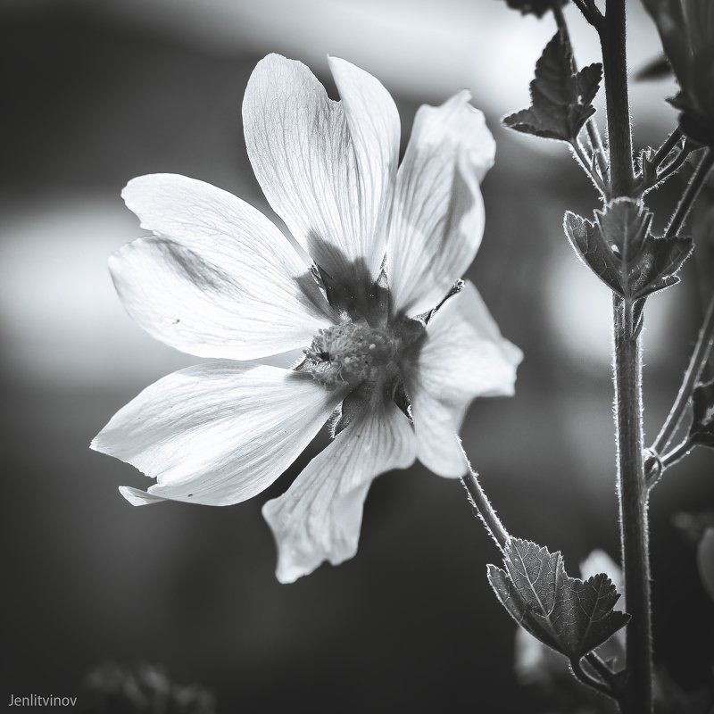 цветы - Евгений Литвинов