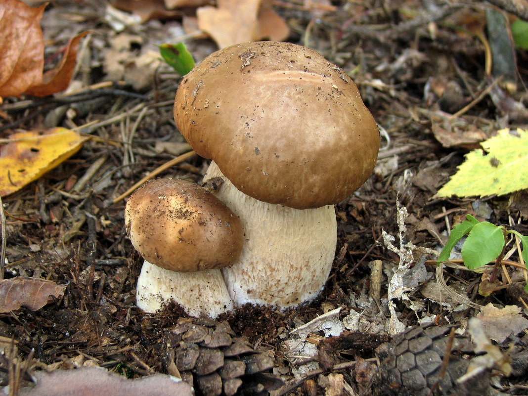 Семена белых грибов