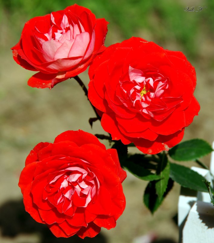 Красные розы - Валерий Новиков