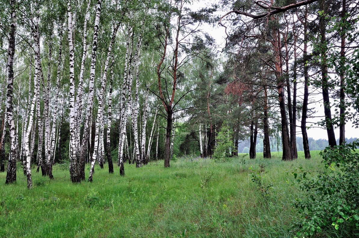 Березавая роща - Константин 