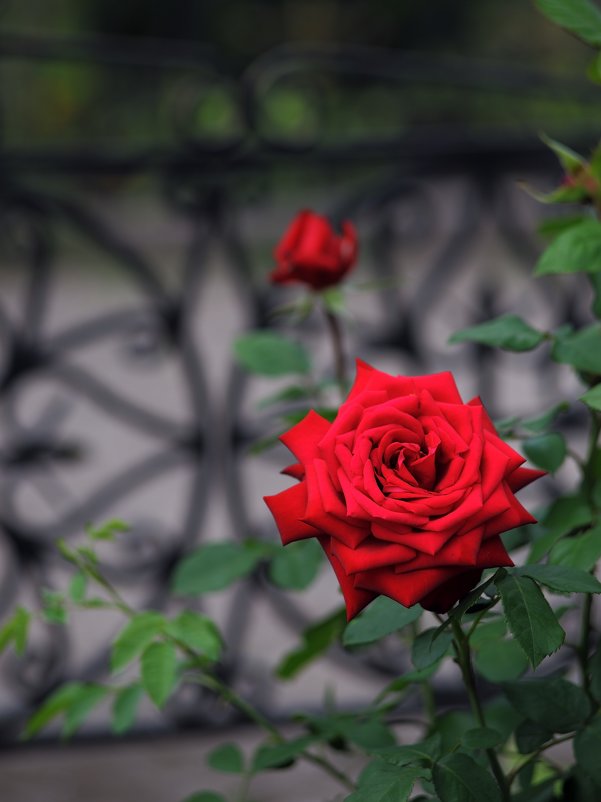 Красная роза - Сергей 