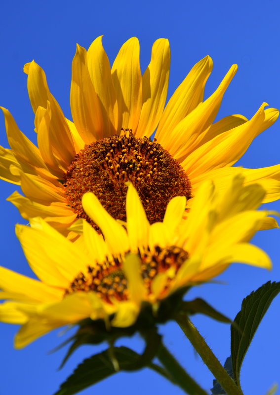 Подсолнух на языке цветов – символ оптимизма, веселья и благополучия, цветок тепла и солнца - Вадим Поботаев