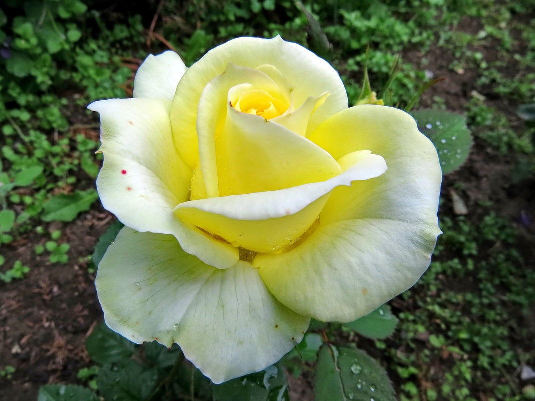 Бело жёлтая роза - Пётр Сесекин