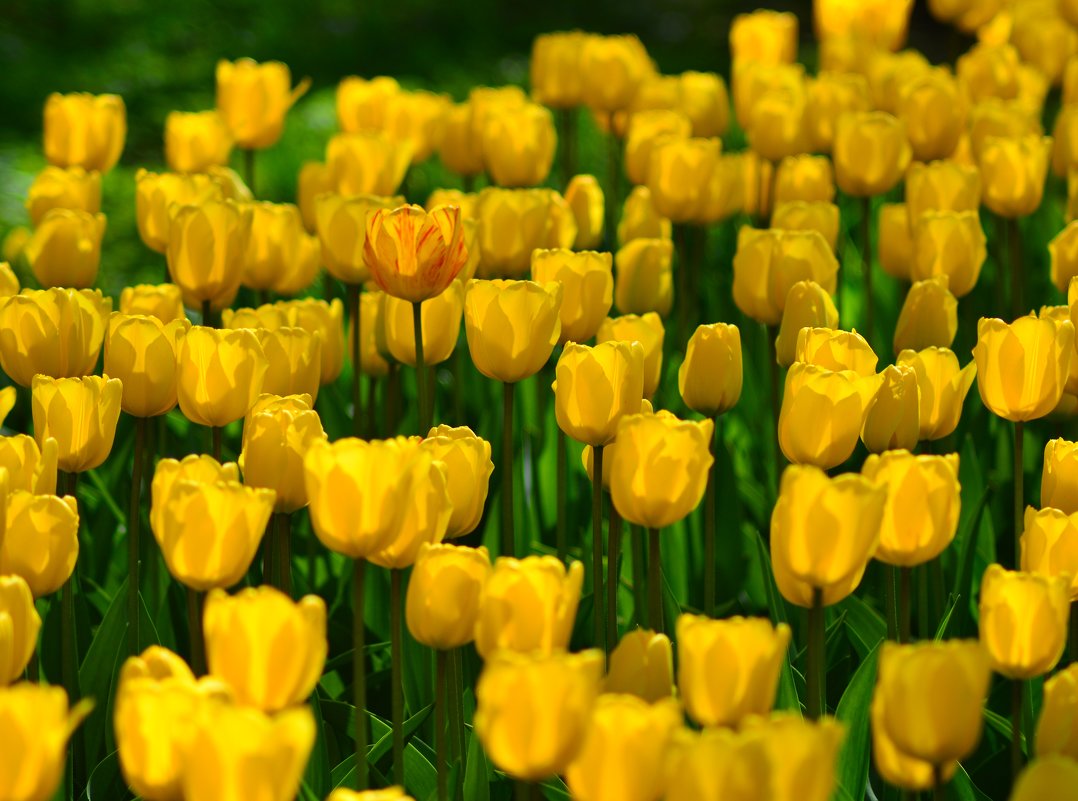 Желтые тюльпаны - Ольга Имайкина