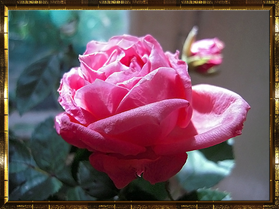 Розы на моём окне - Людмила Ардабьева