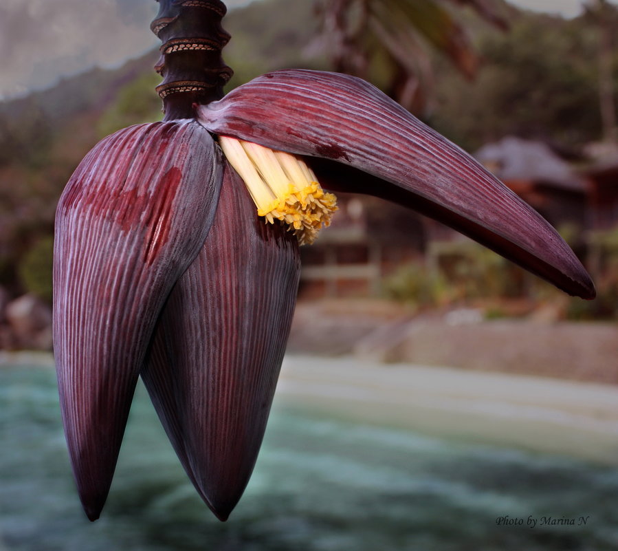 Цветок .....банана!!! ( Сейшельские острова) - Марина Жужа