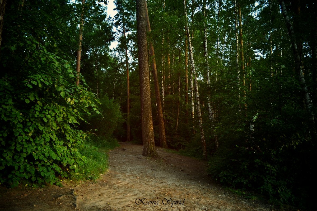 Лес - Ксения Спиридёнок