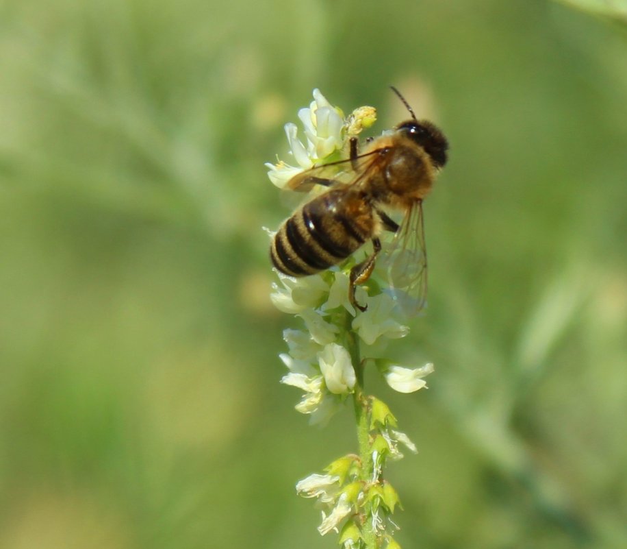 Пчелка - Александр 