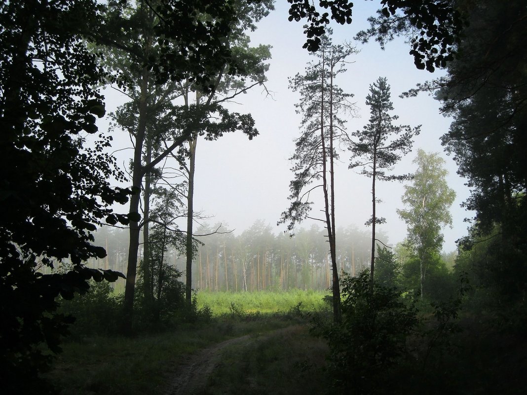 В утреннем лесу - Леонид Корейба