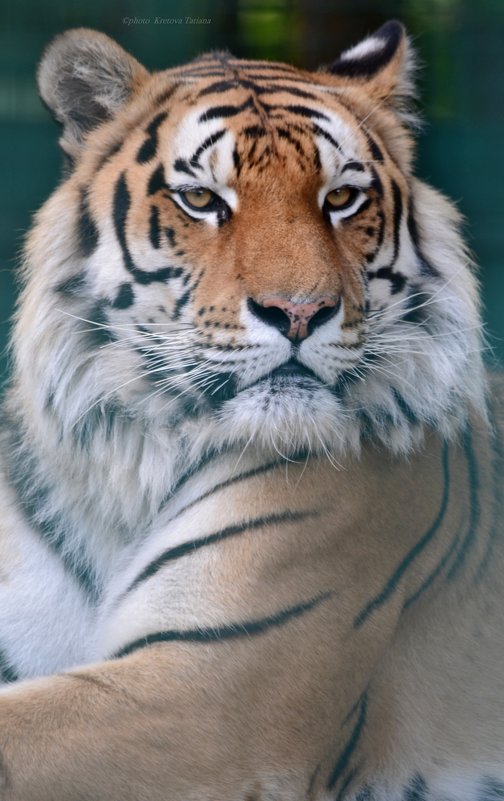 Тигр - Tatiana Kretova
