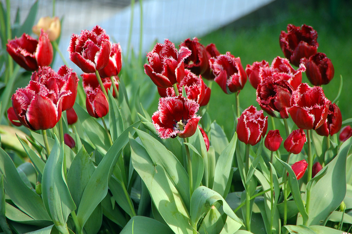 Красные тюльпаны с бахромой - Тамара К 