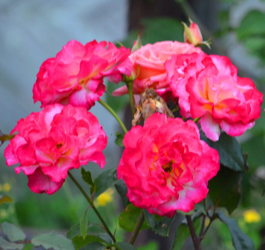Розы в моём саду - Таня Фиалка