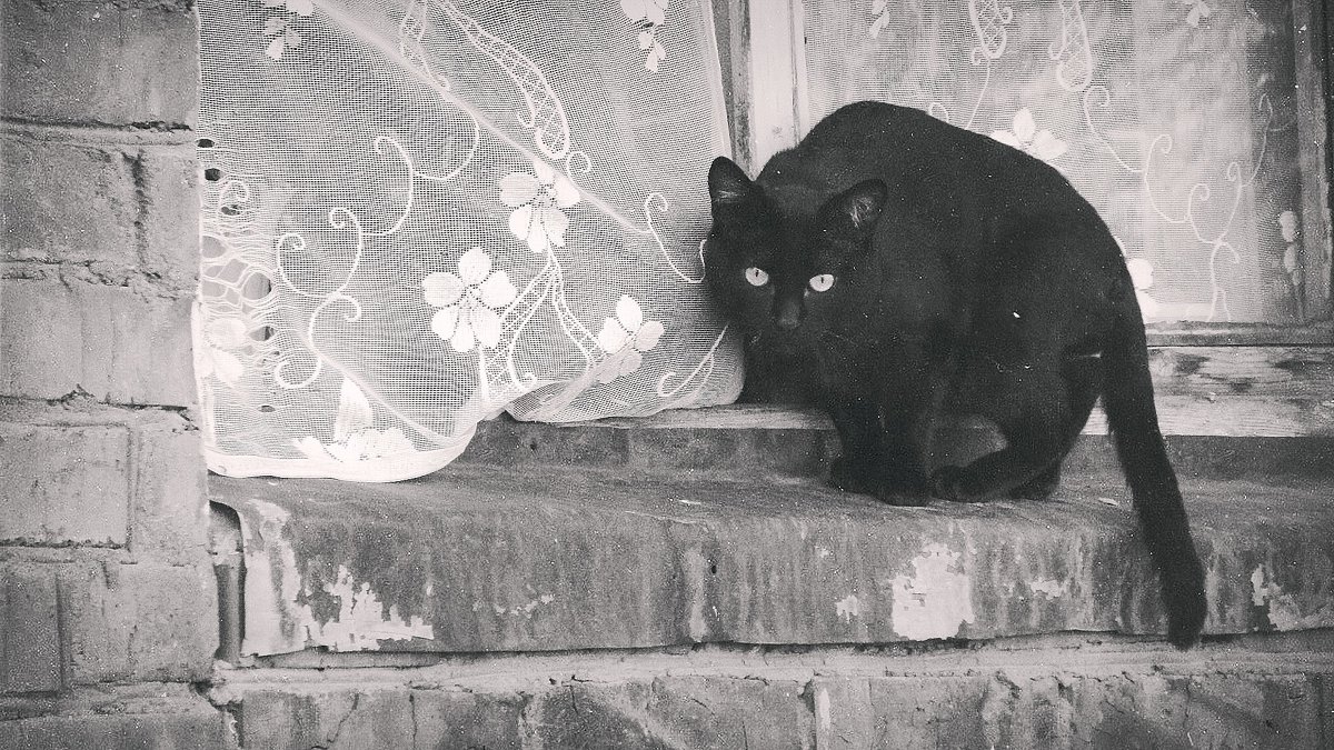 чёрная кошка-на счастье - Оксана Тамошенко