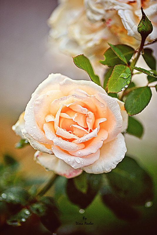 Прекрасней чайной розы нет - Dima Pavlov