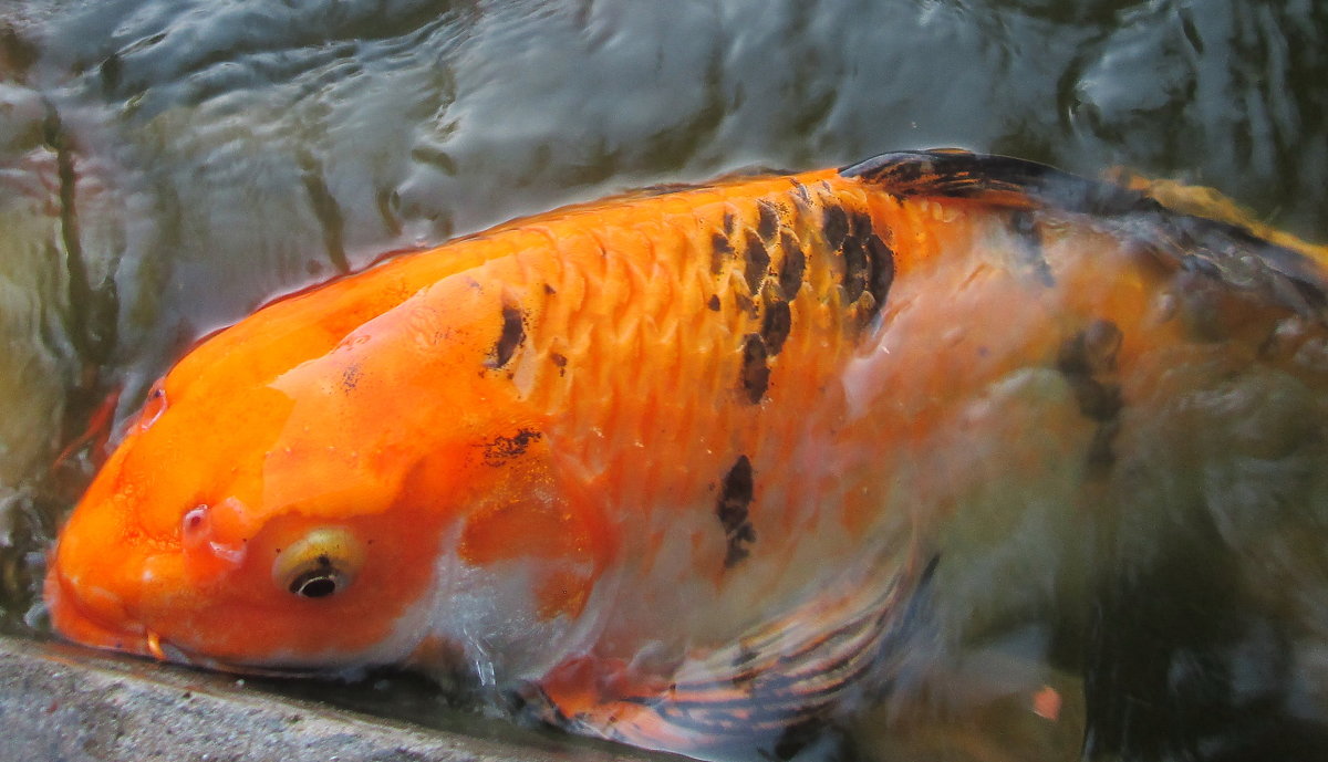 Рыбка золотая - Ольга (olga503l) Гаспарян