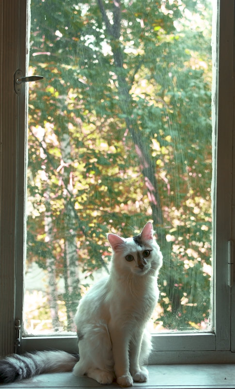 Кот у окна. - Полина Ямина