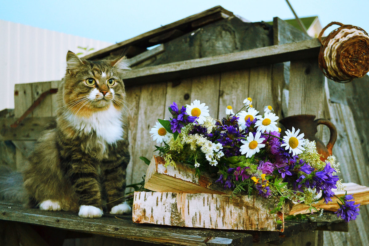 картинки нарисованные котики в деревне