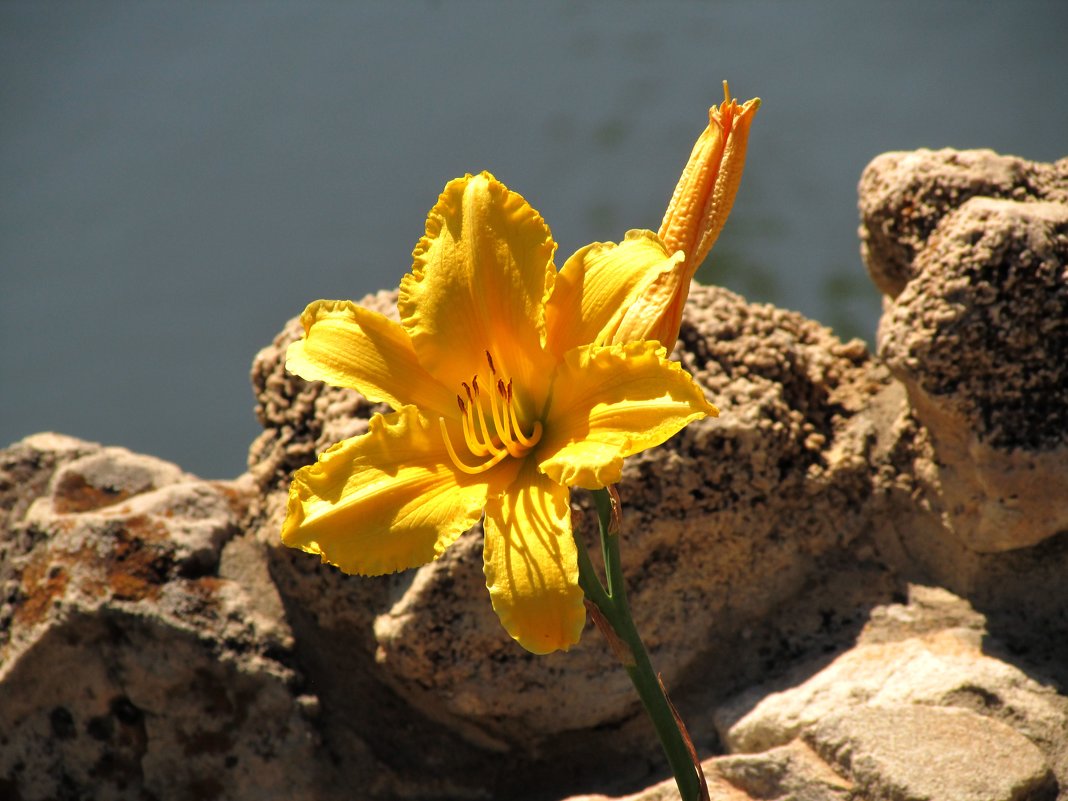 Солнечный цветок - Marina Timoveewa