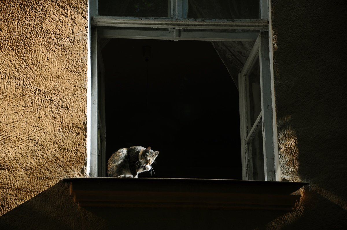 кошка на окошке - Наталия Акимова