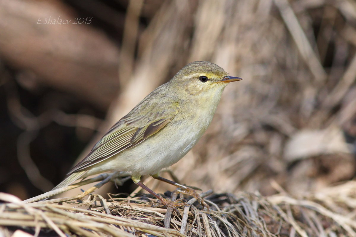 Пеночка-весничка — Phylloscopus trochilus - Евгений 