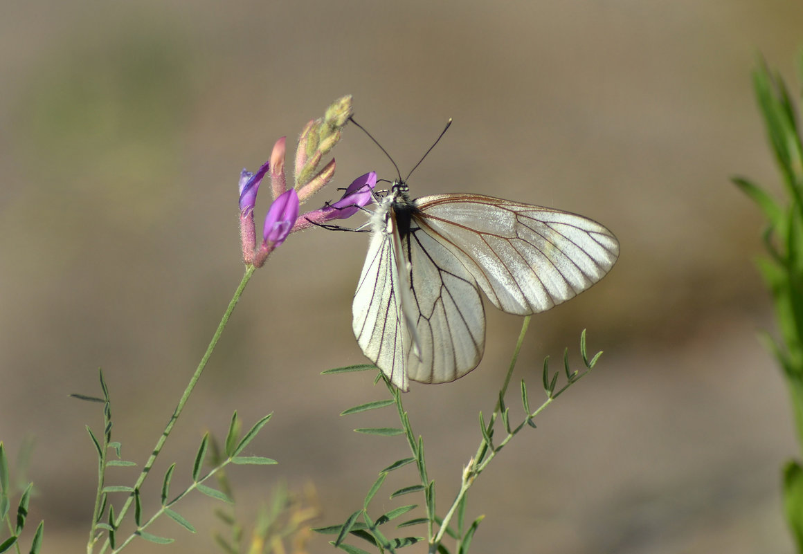 Бабочка-цветочек - Надежда Корнилова