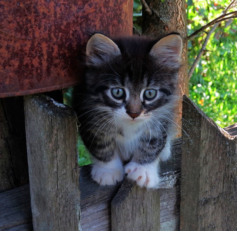 Котёнок на заборе - Татьяна 