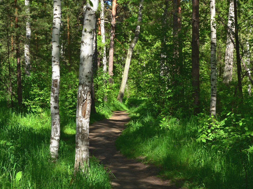 Светящийся лес - Сергей Миклухин