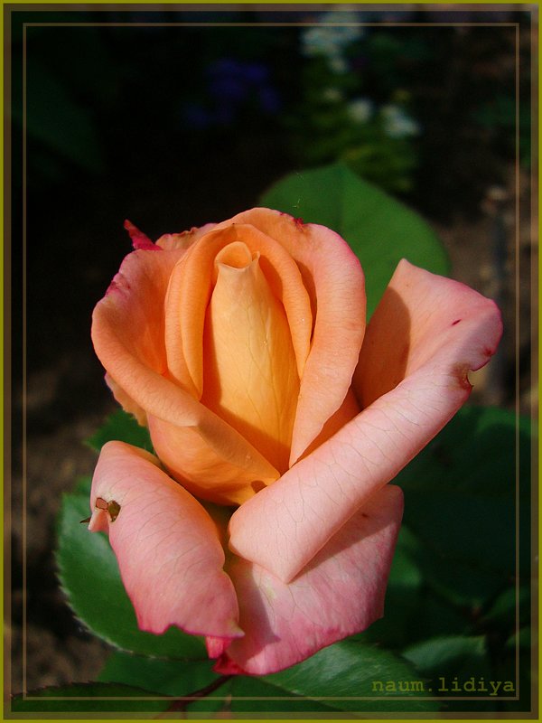 Роза для друзей - Лидия (naum.lidiya)