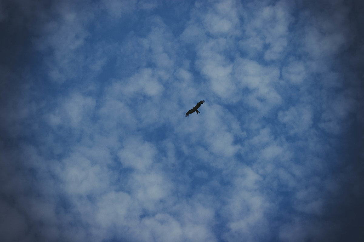 Птица в небе - Света Кондрашова