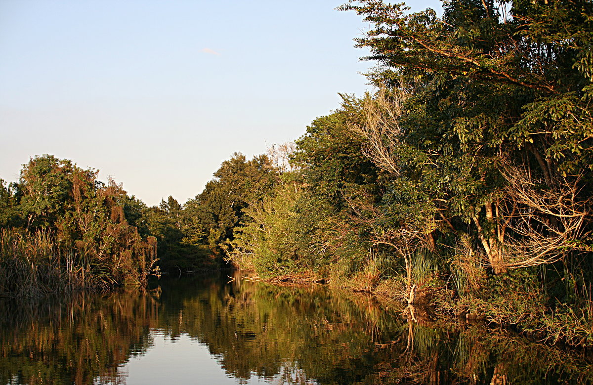 Водные тропы мангровых зарослей - ПтичеГа 