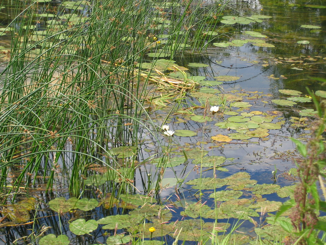 Лилии на воде - галина 
