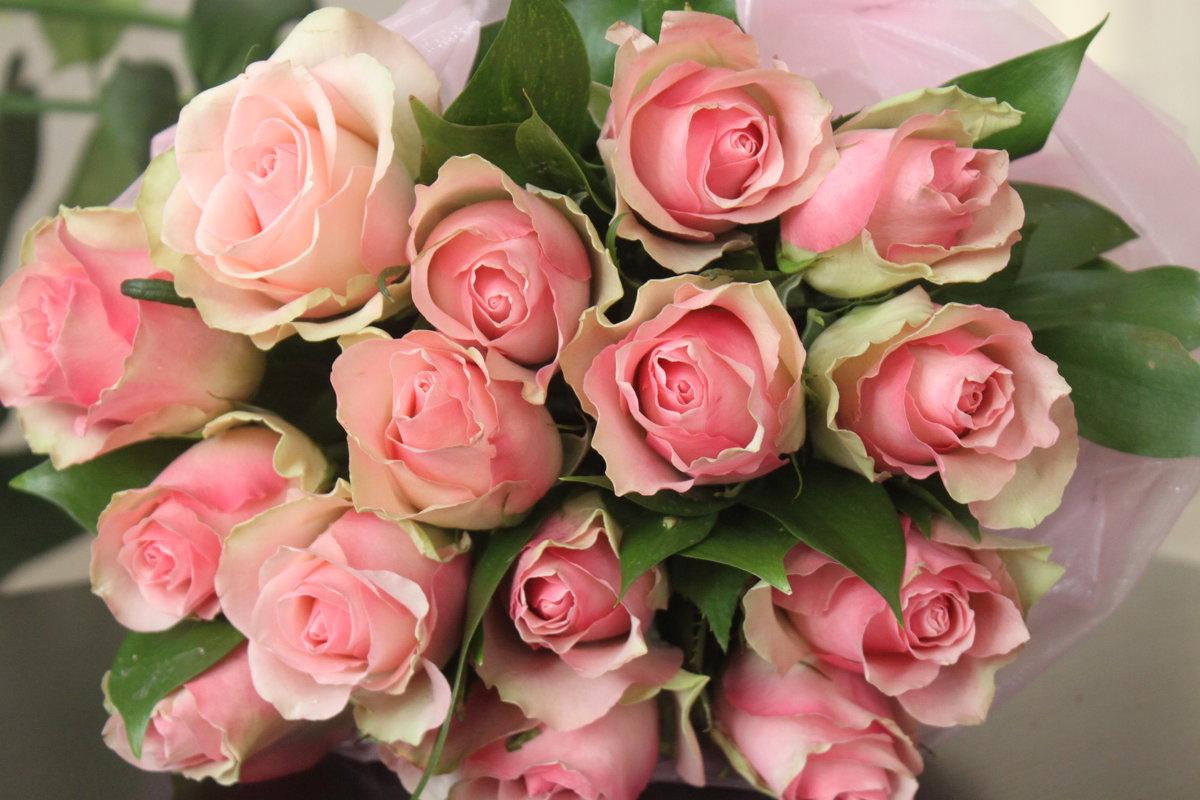 Розовые розы - Таня Фиалка
