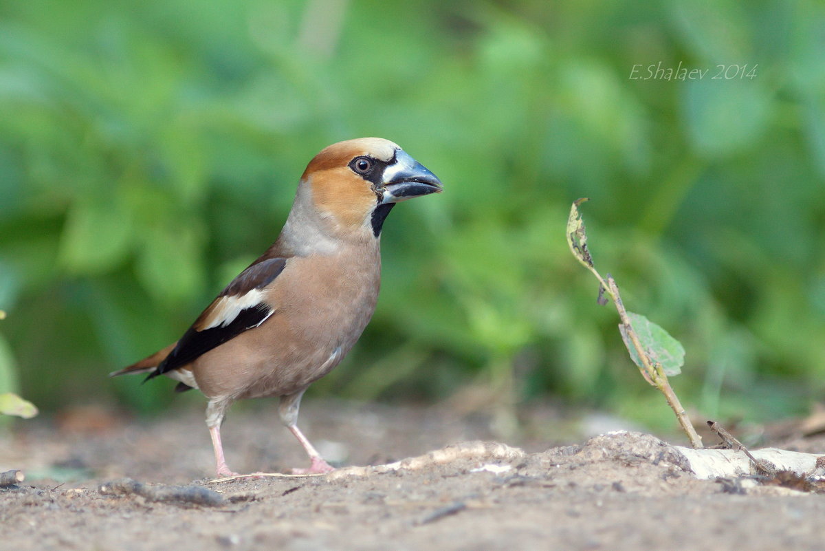 Обыкновенный дубонос - Coccothraustes coccothraustes - Евгений 