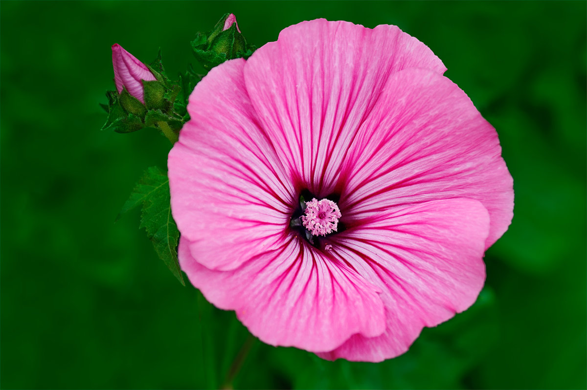 Красивый розовый цветок - Анатолий Клепешнёв