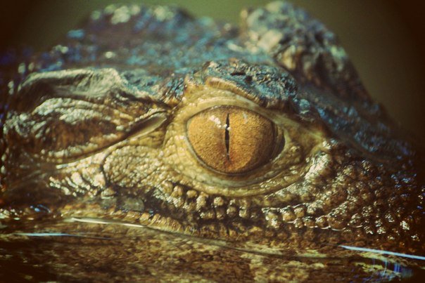 глаз крокодила - Светлана Бабенкова
