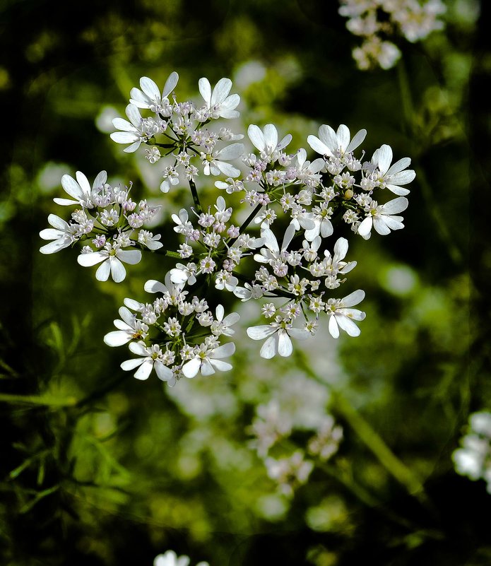 Цветок в огороде - юрий Амосов