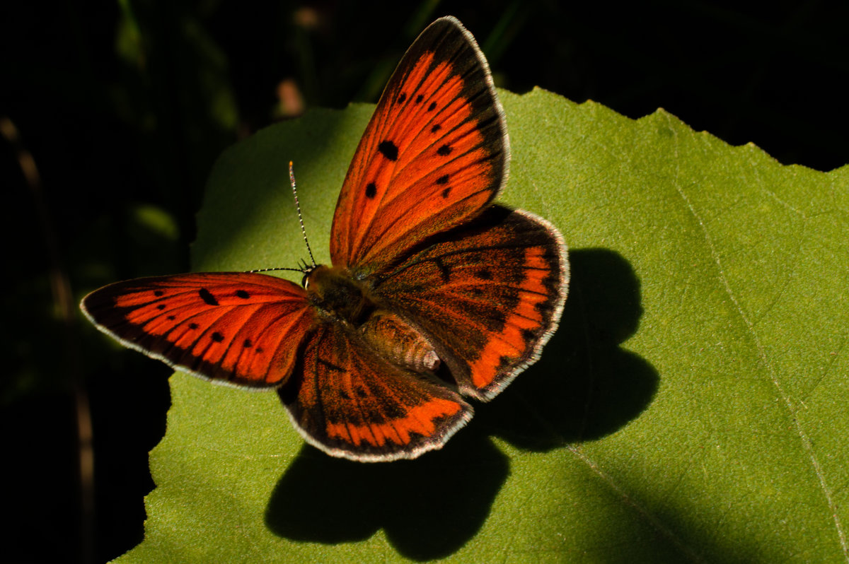 бабочка с интересным названием "червонец огненный" - Алена Рыжова