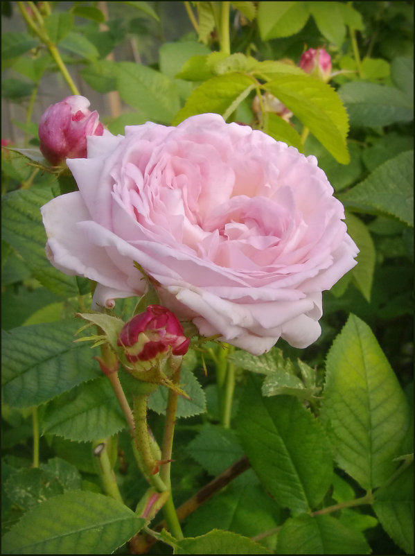 Роза - lady v.ekaterina