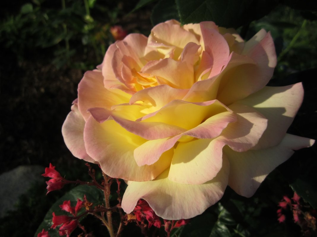роза Mme.A.Meilland - lenrouz 