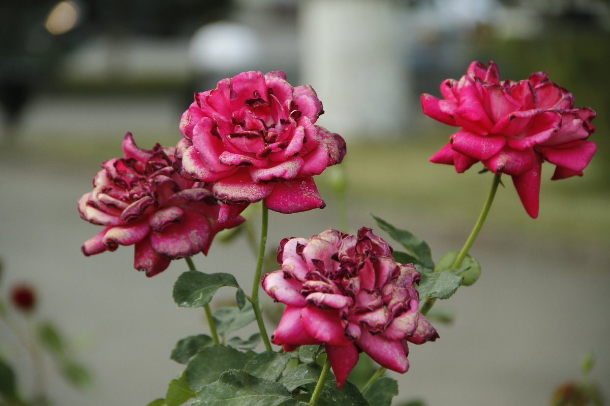 Красивые розы - esadesign Егерев