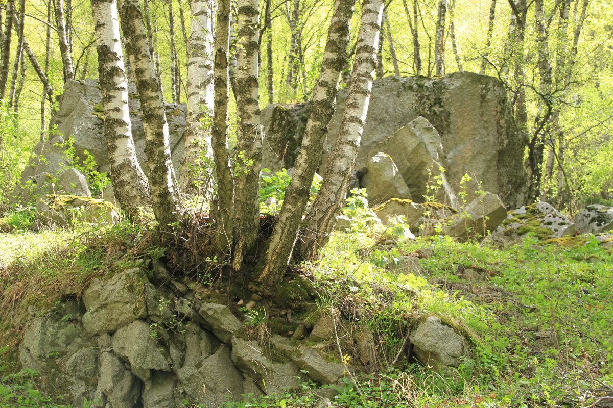 Каменный лес. - Юрий Бачурин