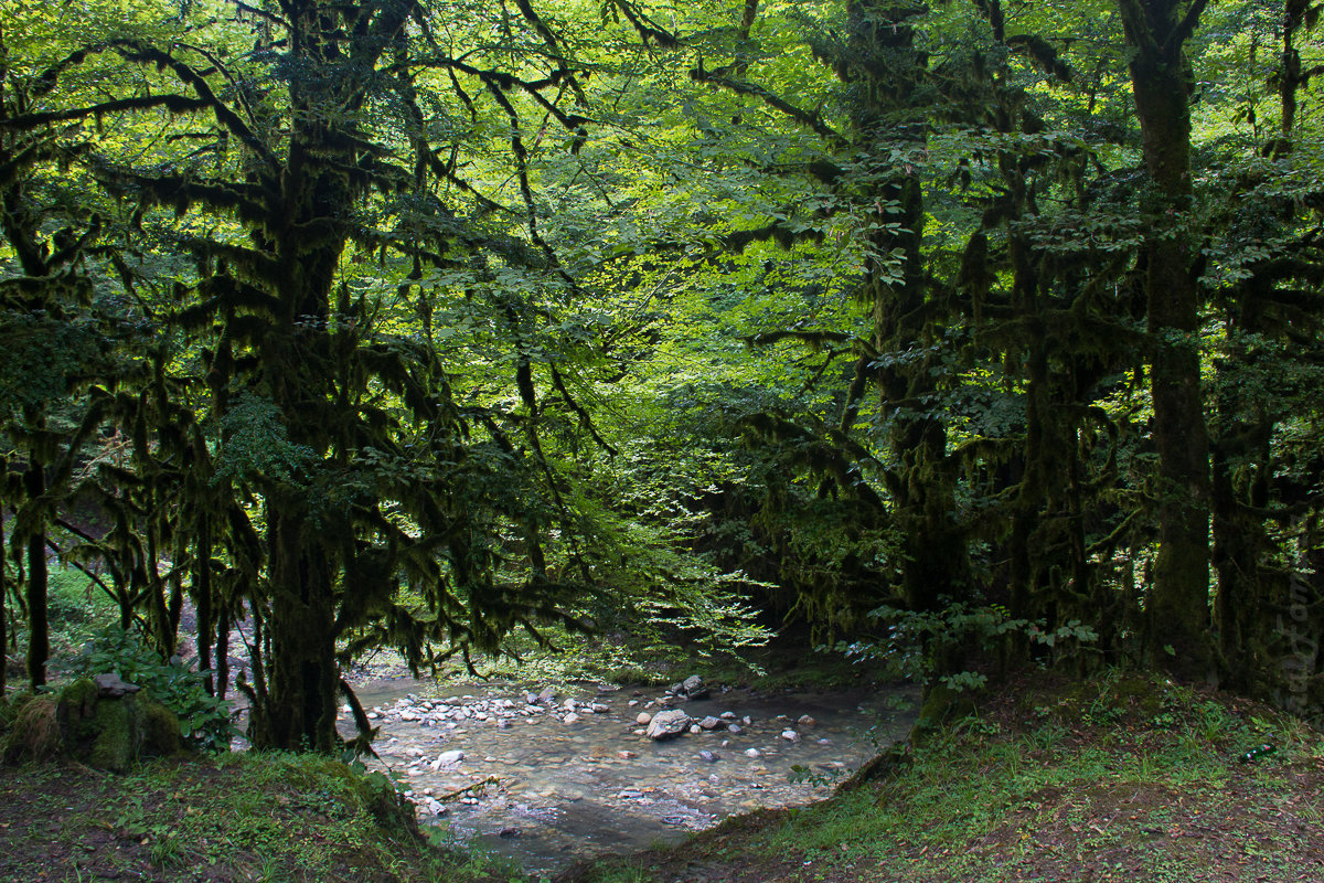 горная речка и заросший мхами лес - Светлана Фомина